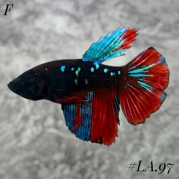 AVATAR BLACKSTAR VAMPIRE HALFMOON FEMALE #LA.97