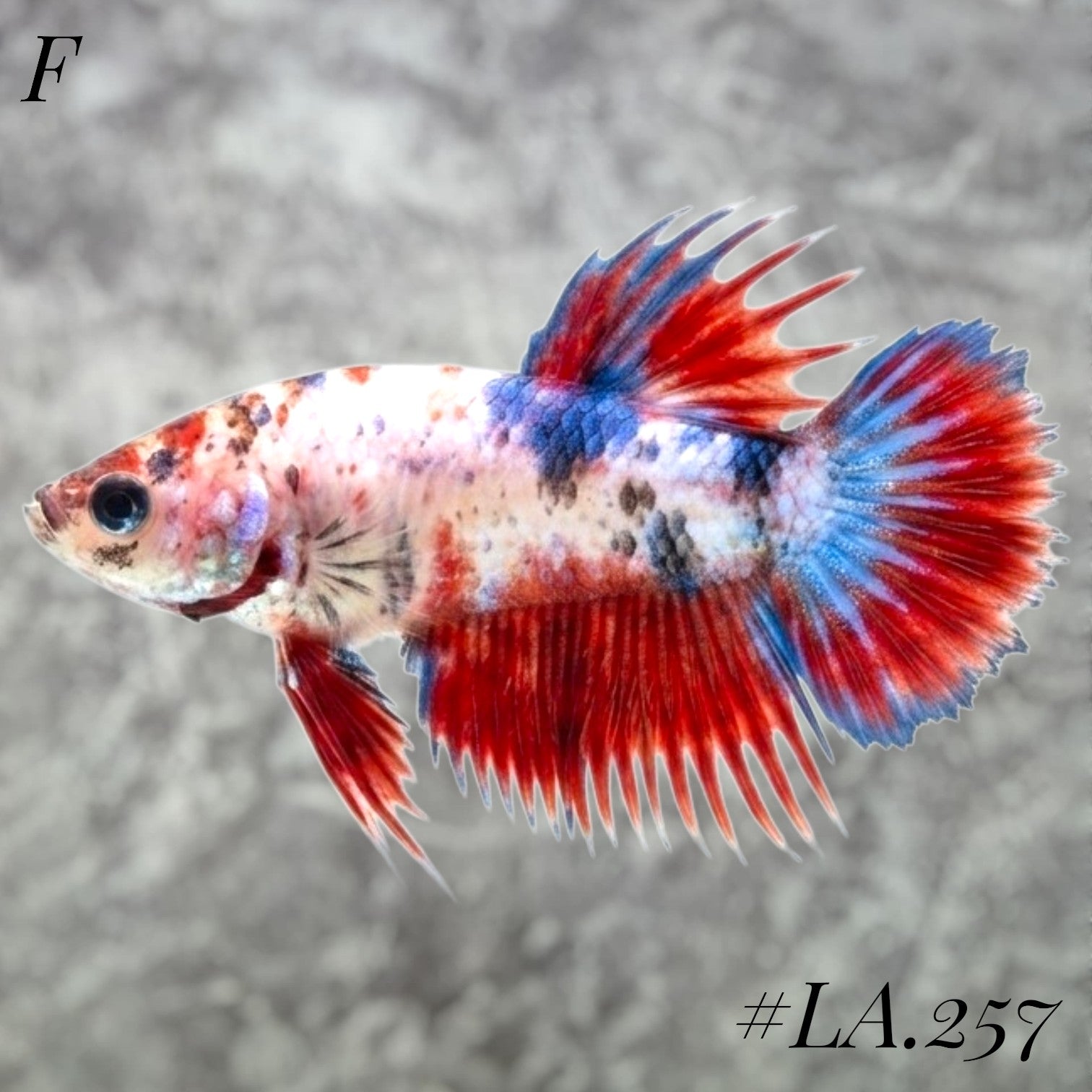 MULTICOLOR RED ORANGE TIGER GALAXY FULL EGG CROWNTAIL FEMALE #LA.257