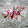 WHITE BARONGSAI PURPLE GALAXY HMPK MALE #LA.186