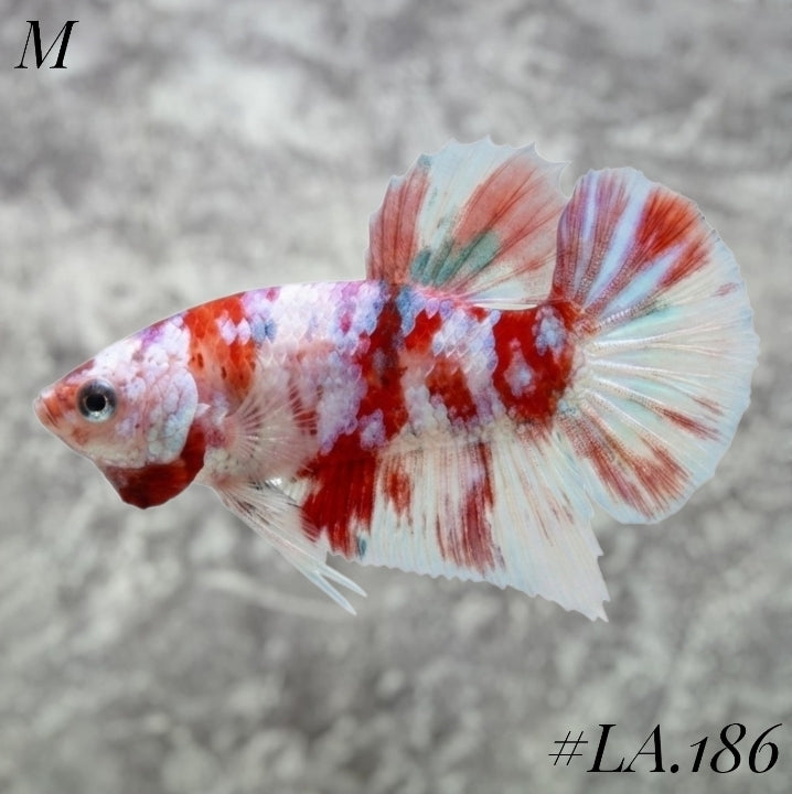 WHITE BARONGSAI PURPLE GALAXY HMPK MALE #LA.186