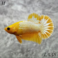 FANCY COPPER YELLOW HEAD HMPK MALE #LA.58