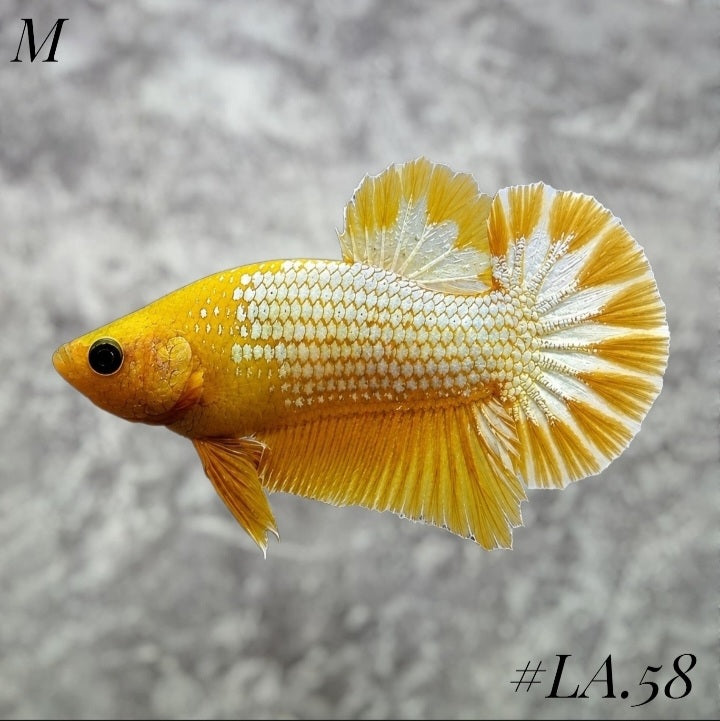 FANCY COPPER YELLOW HEAD HMPK MALE #LA.58