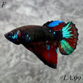 AVATAR BLACKSTAR VAMPIRE HALFMOON FEMALE #LA.99