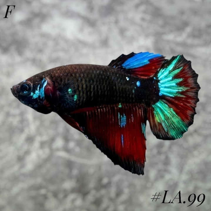 AVATAR BLACKSTAR VAMPIRE HALFMOON FEMALE #LA.99