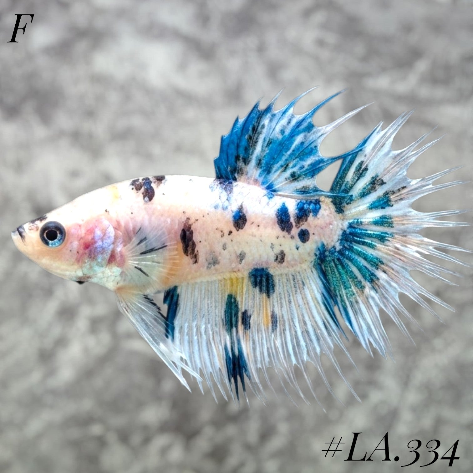 MULTICOLOR YELLOW NEMO GALAXY CROWNTAIL FEMALE #LA.334