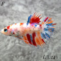 MULTICOLOR ORANGE TIGER GALAXY CROWNTAIL FEMALE #LA.245