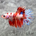 MULTICOLOR YELLOW RED TIGER GALAXY CROWNTAIL FEMALE #LA.215