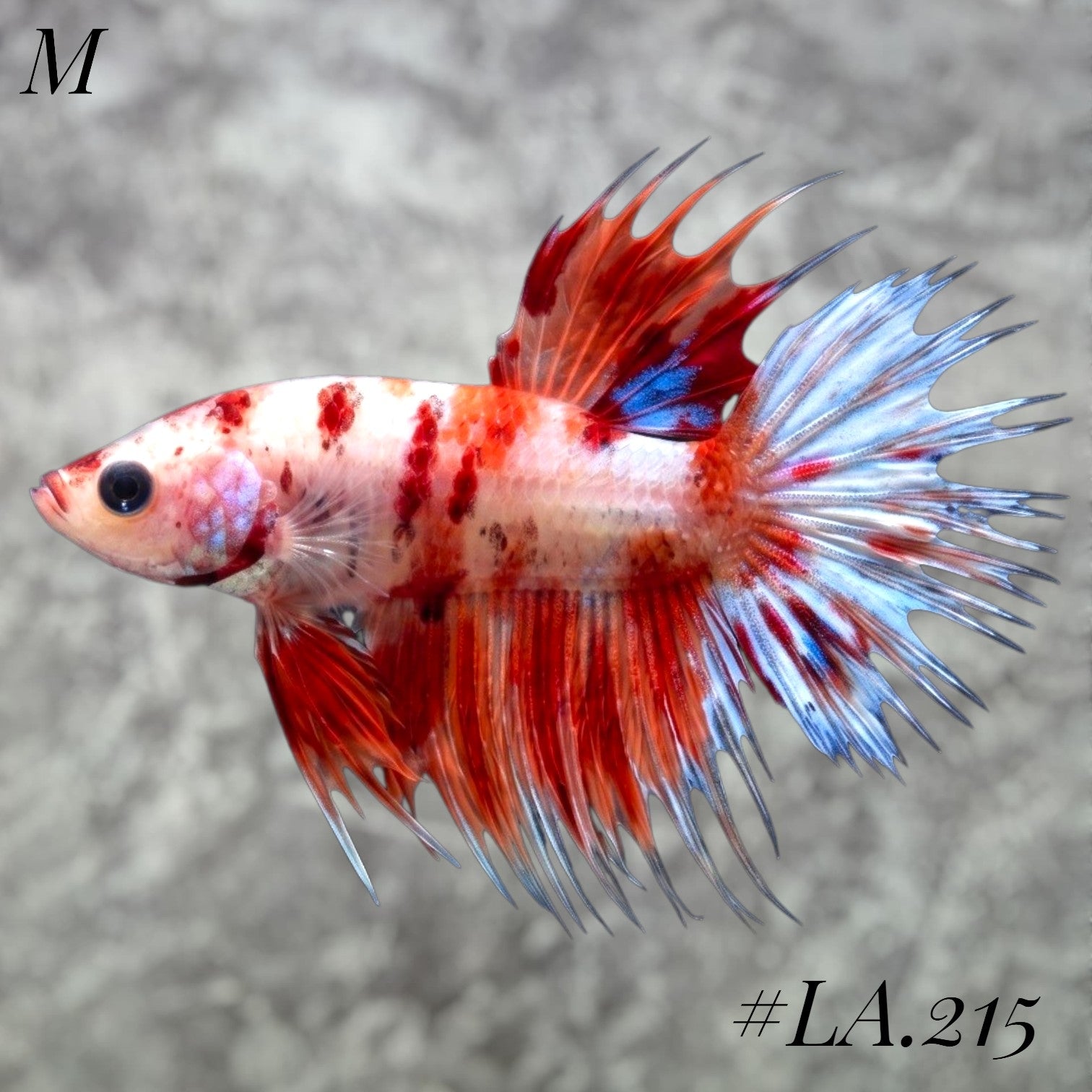 MULTICOLOR YELLOW RED TIGER GALAXY CROWNTAIL FEMALE #LA.215