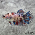 MULTICOLOR YELLOW GALAXY CROWNTAIL FEMALE #LA.203