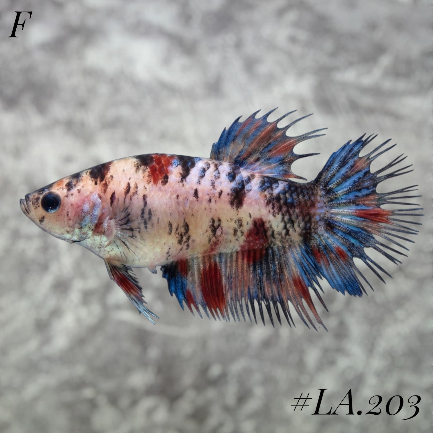 MULTICOLOR YELLOW GALAXY CROWNTAIL FEMALE #LA.203