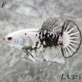 BLACK SAMURAI SNOW HMPK FEMALE #LA.325