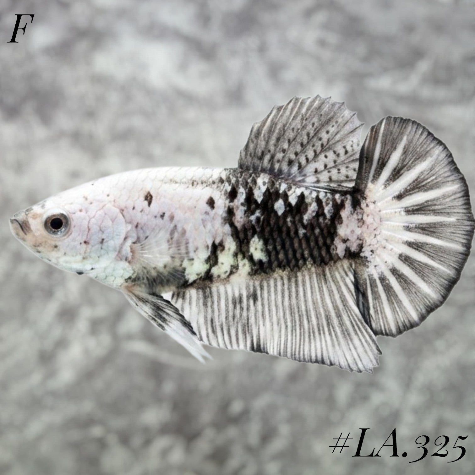 BLACK SAMURAI SNOW HMPK FEMALE #LA.325