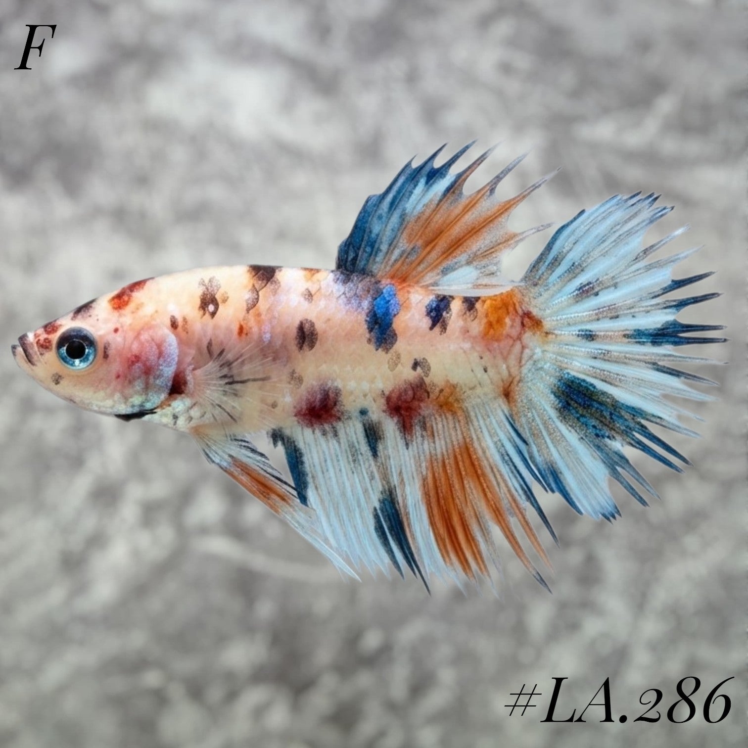 MULTICOLOR YELLOW BANANA NEMO GALAXY CROWNTAIL FEMALE #LA.286