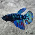 AVATAR BLACKSTAR VAMPIRE HALFMOON FEMALE #LA.102
