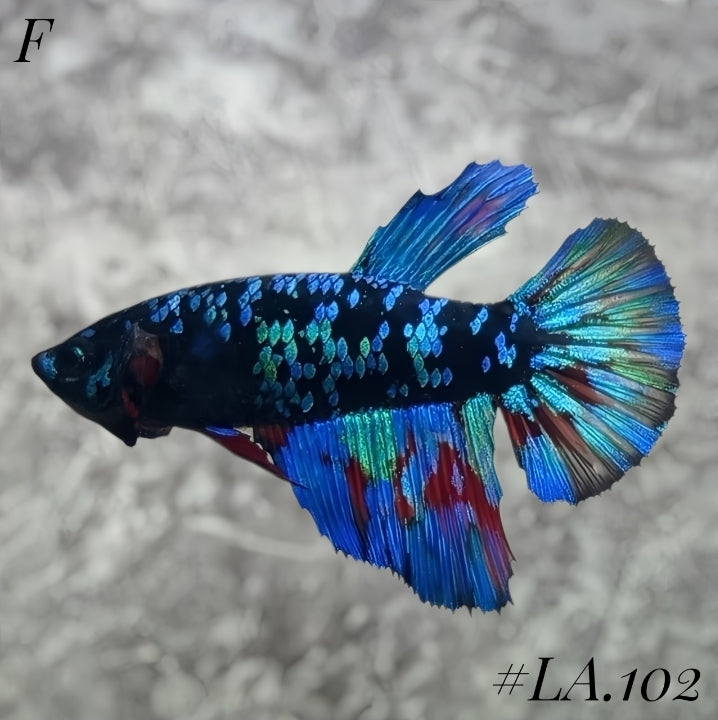 AVATAR BLACKSTAR VAMPIRE HALFMOON FEMALE #LA.102