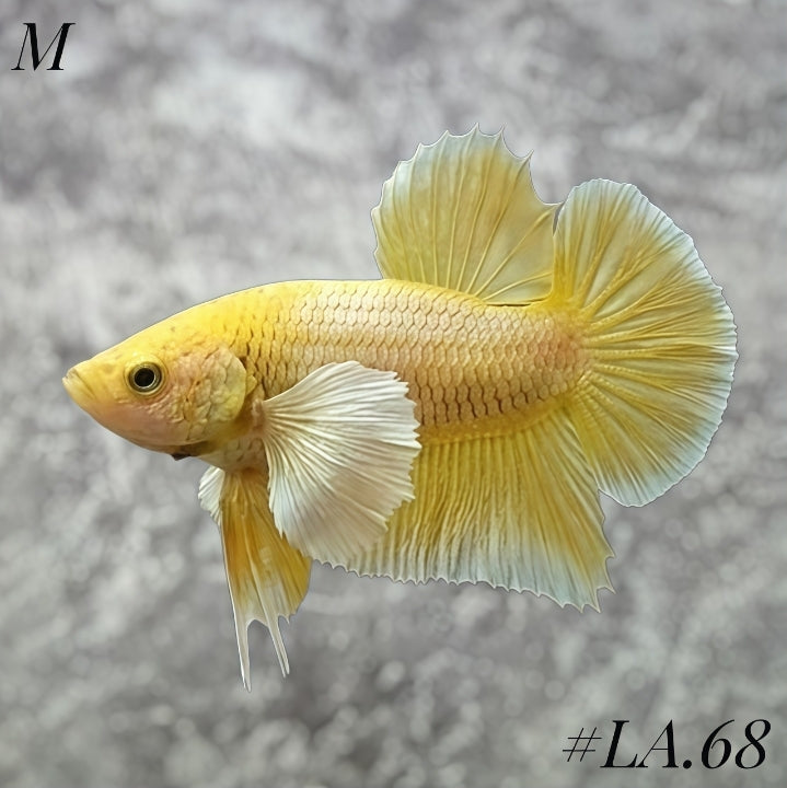 SOFT GOLD BUTTERFLY DUMBO EARS HMPK MALE #LA.68