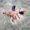 MULTICOLOR NEMO PURPLE CROWNTAIL MALE #LA.120