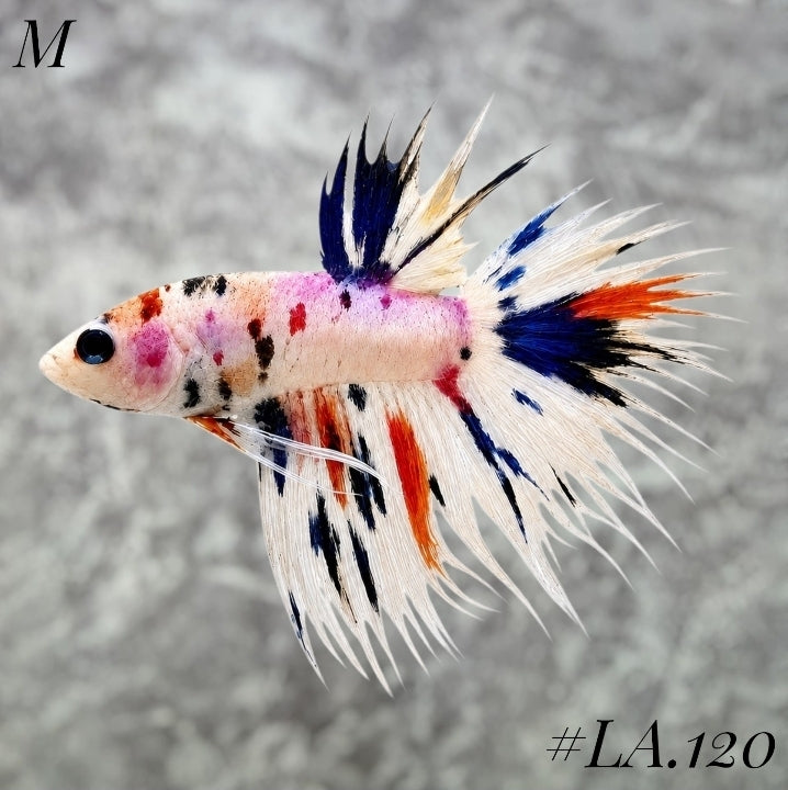 MULTICOLOR NEMO PURPLE CROWNTAIL MALE #LA.120