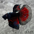 AVATAR BLACKSTAR VAMPIRE HALFMOON MALE #LA.78
