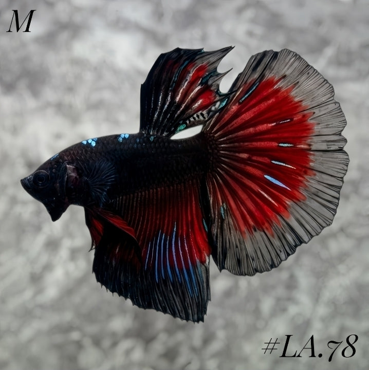 AVATAR BLACKSTAR VAMPIRE HALFMOON MALE #LA.78