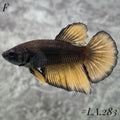 AVATAR BLACK MOON SOLID FULL EGG HALFMOON FEMALE #LA.283