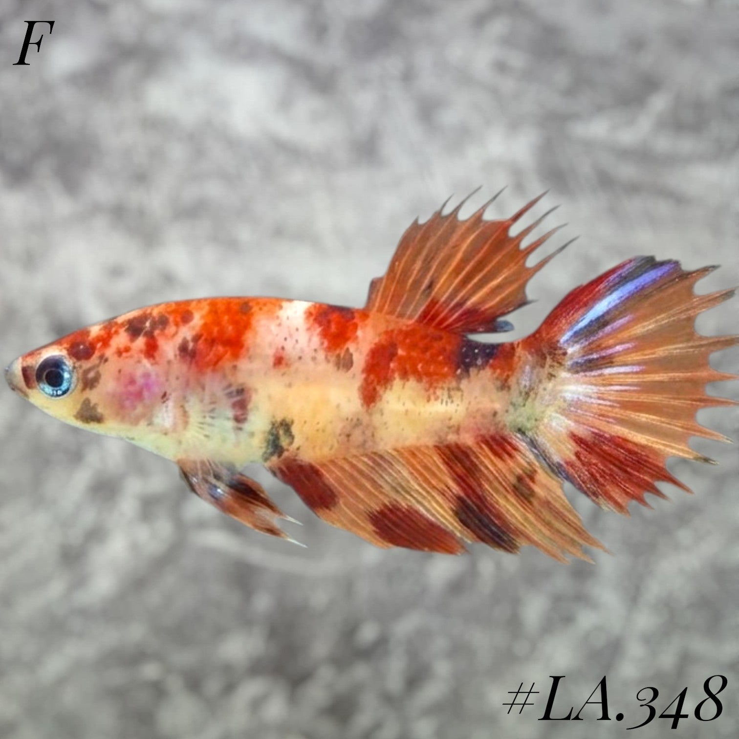 MULTICOLOR LEOPARD GALAXY  CROWNTAIL FEMALE #LA.348