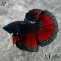 AVATAR BLACK VAMPIRE HALFMOON MALE #LA.289