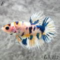 MULTICOLOR YELLOW BANANA GALAXY CROWNTAIL FEMALE #LA.332