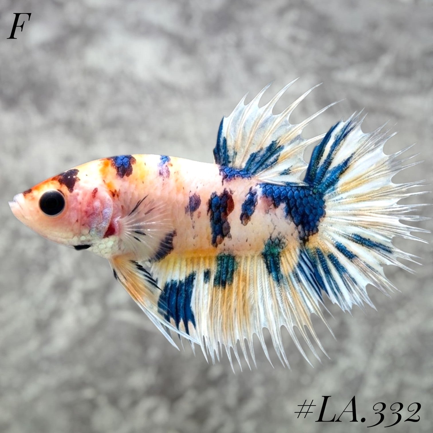 MULTICOLOR YELLOW BANANA GALAXY CROWNTAIL FEMALE #LA.332
