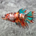 MULTICOLOR ORANGE TIGER GALAXY  CROWNTAIL FEMALE #LA.255