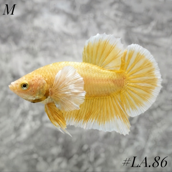 SOFT GOLD BUTTERFLY DUMBO EARS HMPK MALE #LA.86