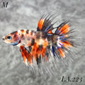 MULTICOLOR ORANGE TIGER GALAXY CROWNTAIL MALE #LA.223