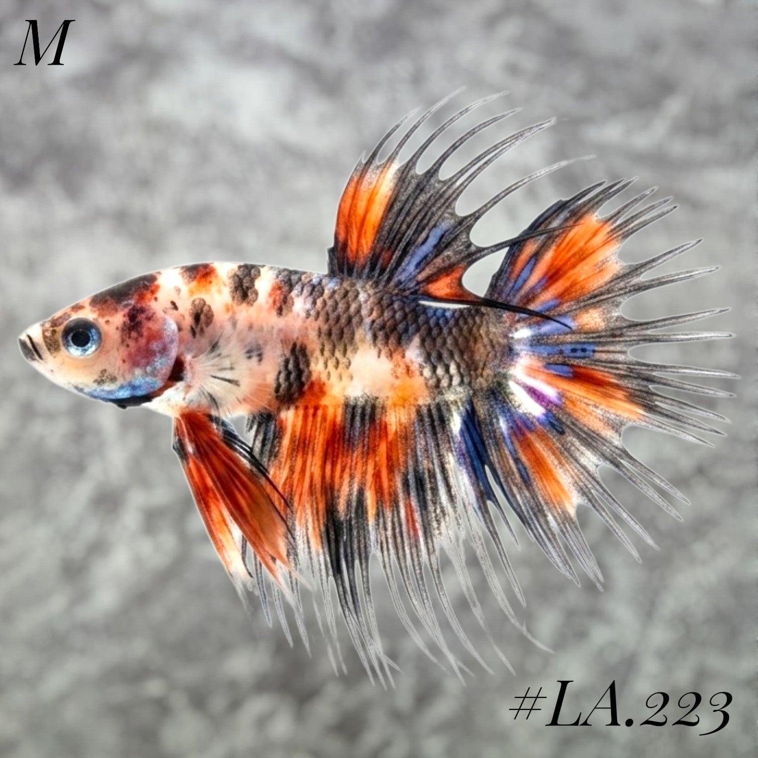 MULTICOLOR ORANGE TIGER GALAXY CROWNTAIL MALE #LA.223