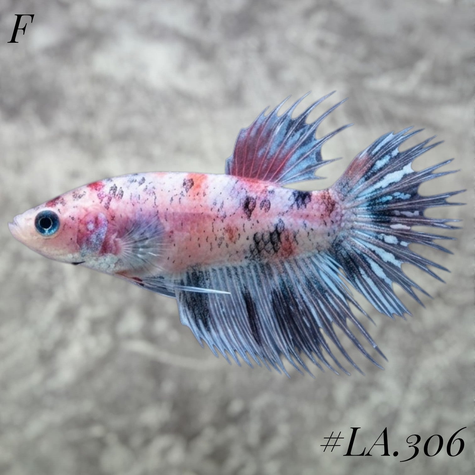 MULTICOLOR BLUE NEMO GALAXY CROWNTAIL FEMALE #LA.306