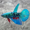 AVATAR BLACKSTAR TORQOUISE HALFMOON FEMALE #LA.250