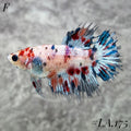 MULTICOLOR BLUE NEMO GALAXY CROWNTAIL FEMALE #LA.175