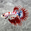 RARE MULTICOLOR RED TIGER GALAXY CROWNTAIL MALE #LA.222