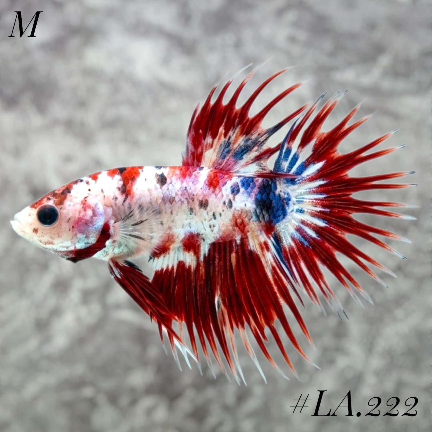 RARE MULTICOLOR RED TIGER GALAXY CROWNTAIL MALE #LA.222