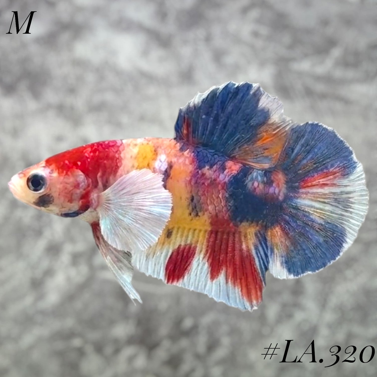 MULTICOLOR CANDY NEMO GALAXY BABY DUMBO EARS MALE #LA.320