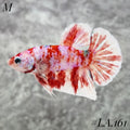 WHITE BARONGSAI SHIMER PURPLE GOLD GALAXY #LA.161