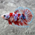 BARONGSAI GOLD HEAD SHIMER PURPLE GALAXY HMPK MALE #LA.328