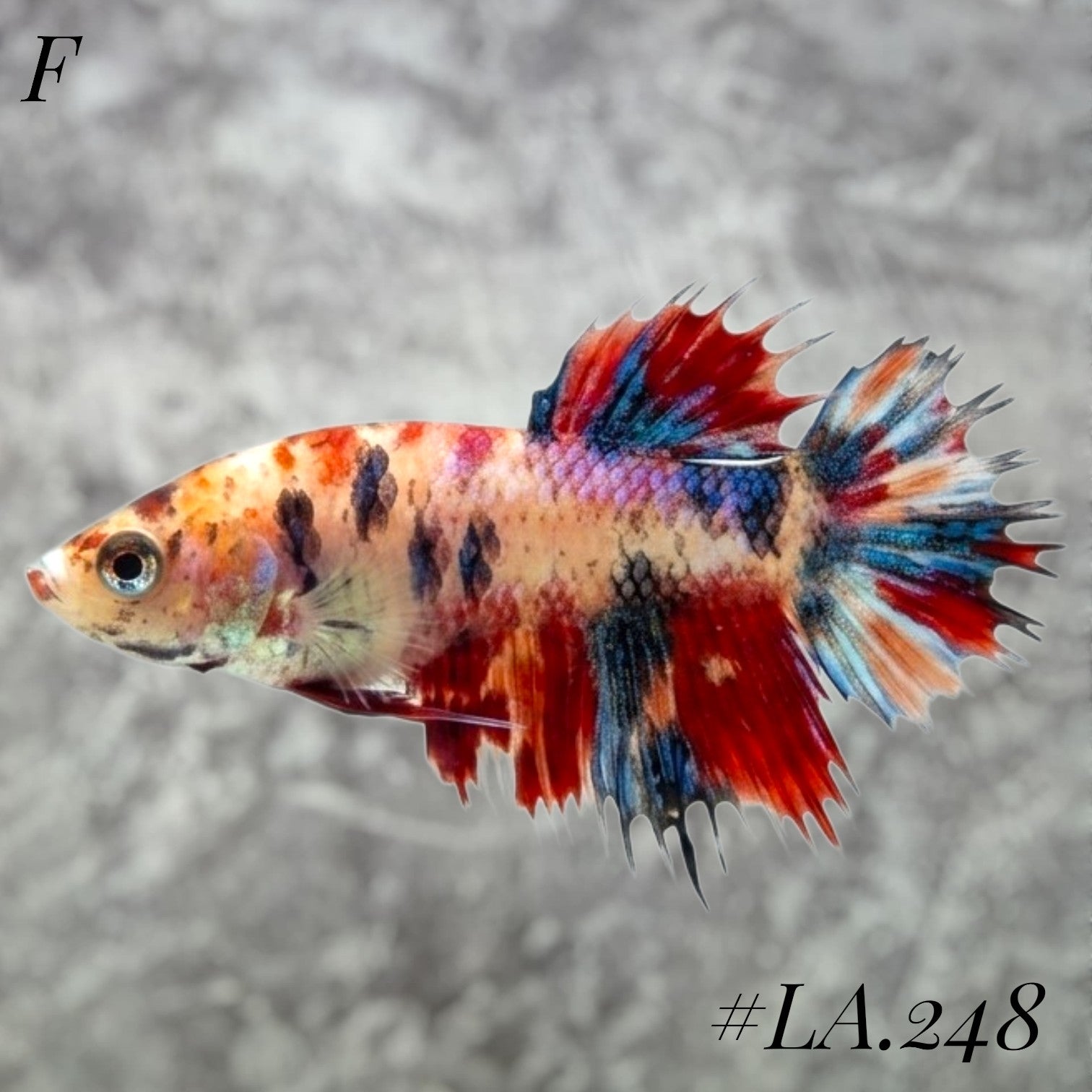 MULTICOLOR ORANGE TIGER GALAXY CROWNTAIL FEMALE #LA.248