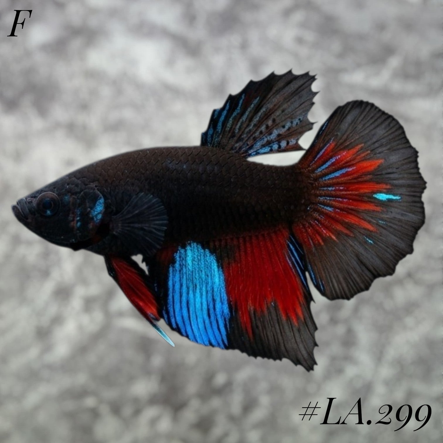 AVATAR BLUESTAR GALAXY FULL EGG HALFMOON FEMALE #LA.299
