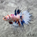 MULTICOLOR NEMO BLUE GALAXY CROWNTAIL MALE #LA.162