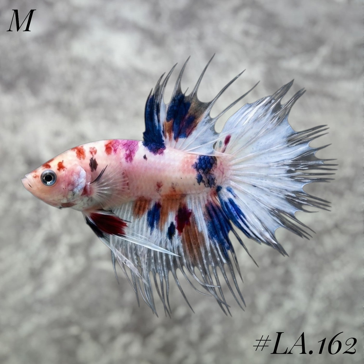 MULTICOLOR NEMO BLUE GALAXY CROWNTAIL MALE #LA.162