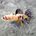 MULTICOLOR YELLOW TIGER GALAXY CROWNTAIL FEMALE #LA.246