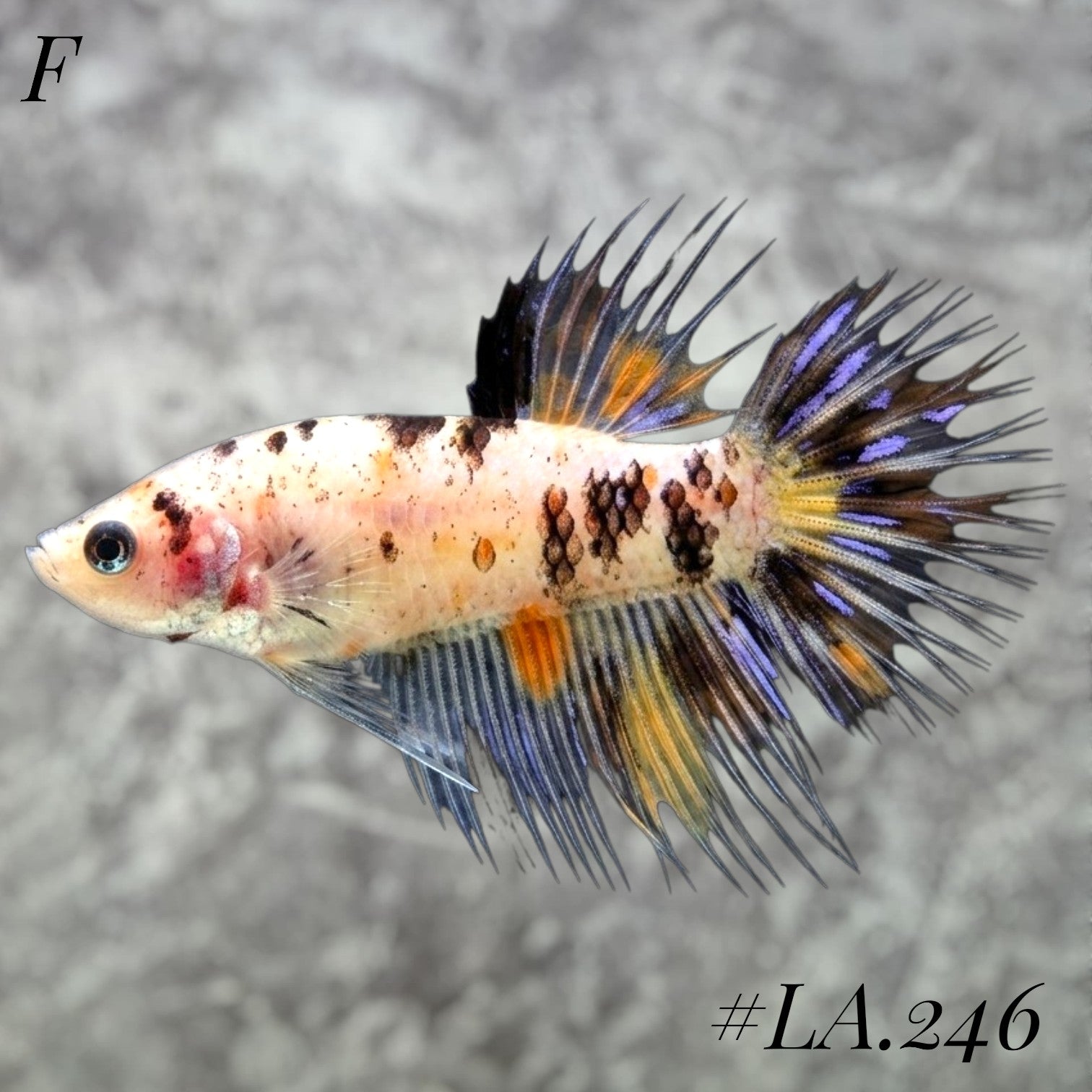 MULTICOLOR YELLOW TIGER GALAXY CROWNTAIL FEMALE #LA.246