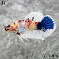 BABY DUMBO EARS MULTICOLOR CANDY BLUE HMPK MALE #LA.169