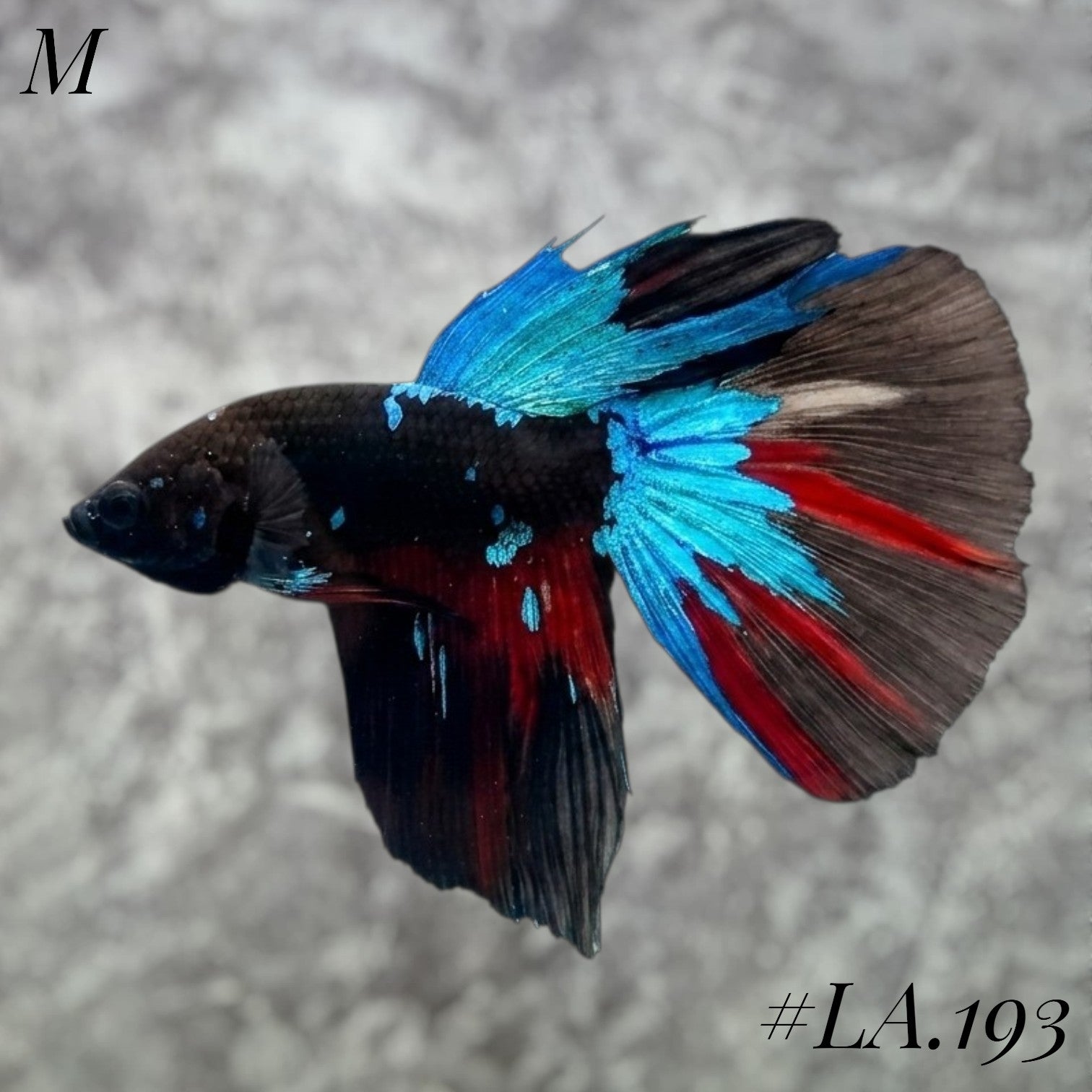 AVATAR BLACKSTAR VAMPIRE HALFMOON MALE #LA.193