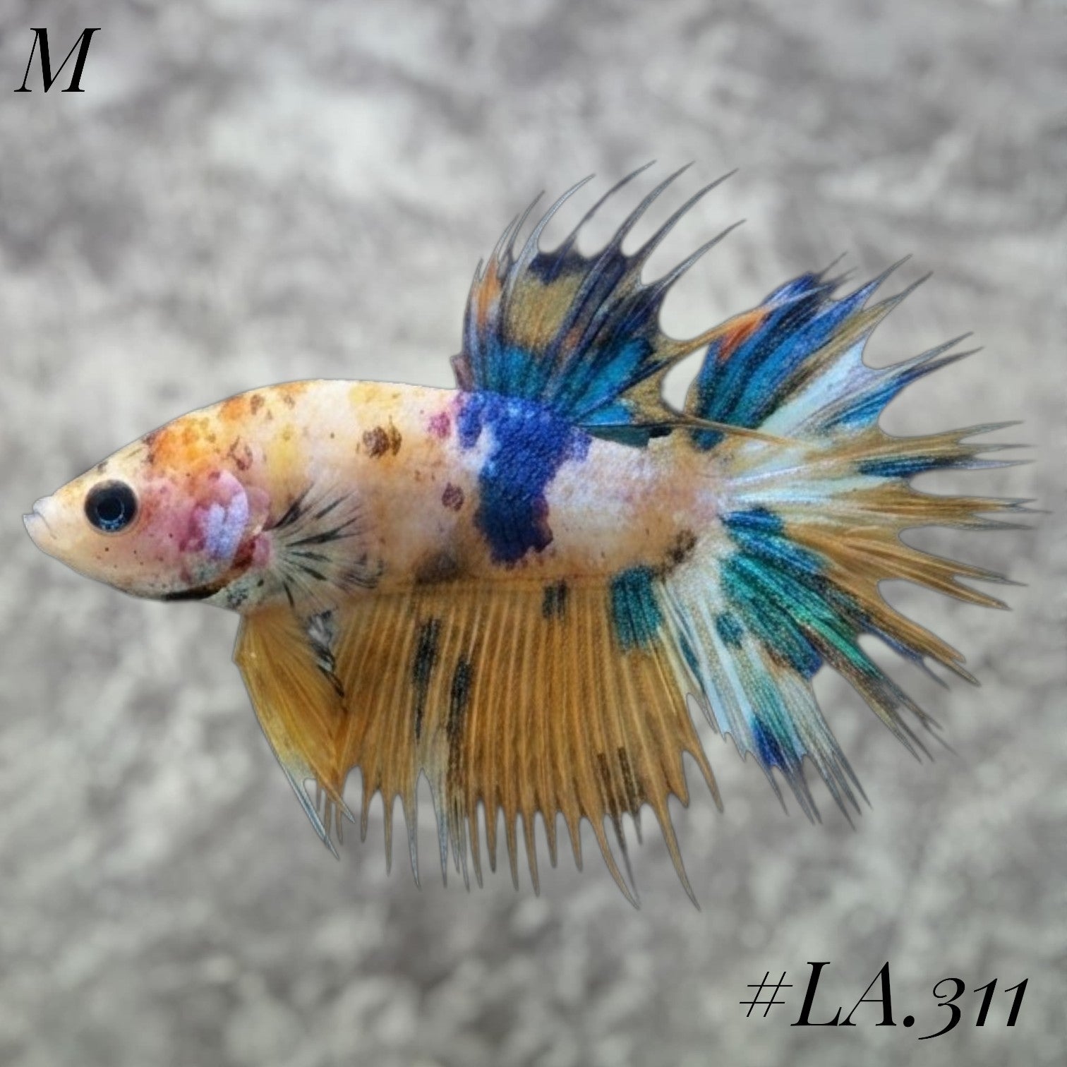 MULTICOLOR YELLOW BANANA GALAXY CROWNTAIL MALE #LA.311